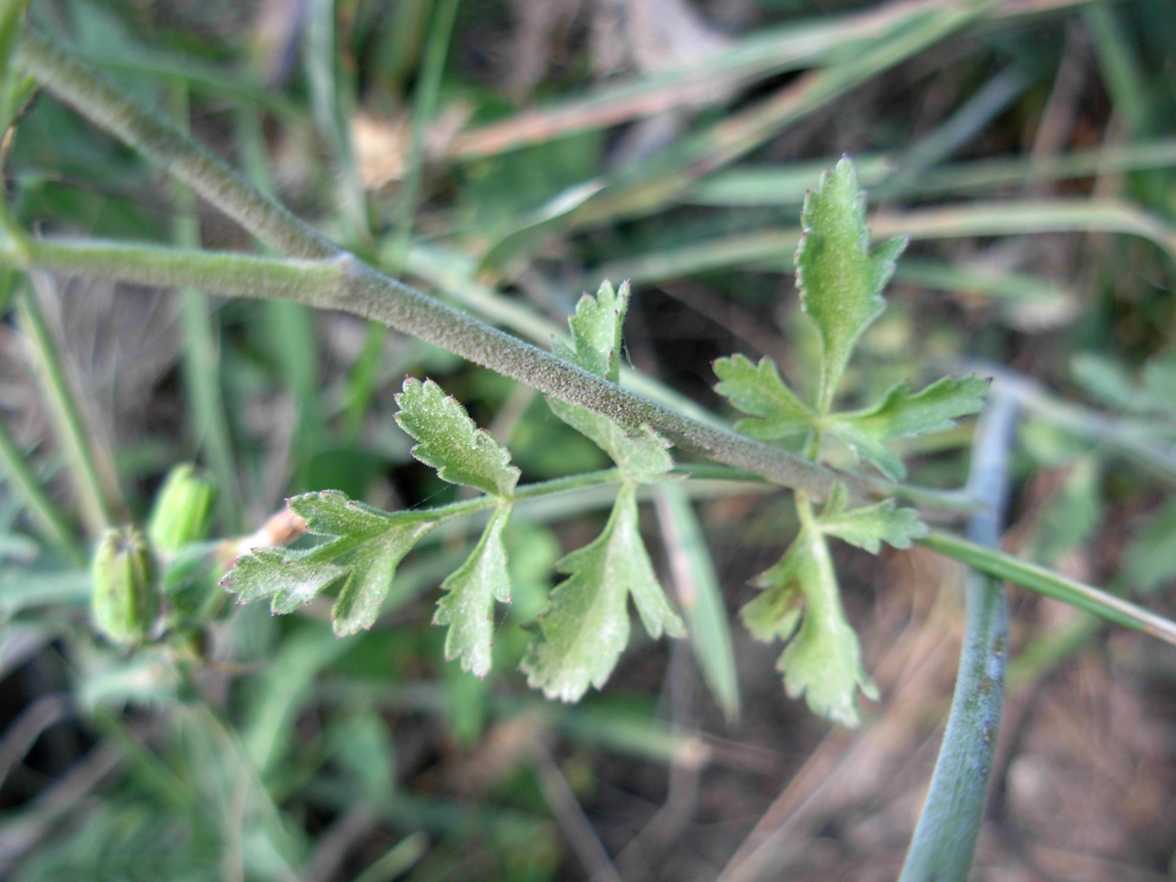 Pimpinella peregrina L./Tragoselino calcitrappa